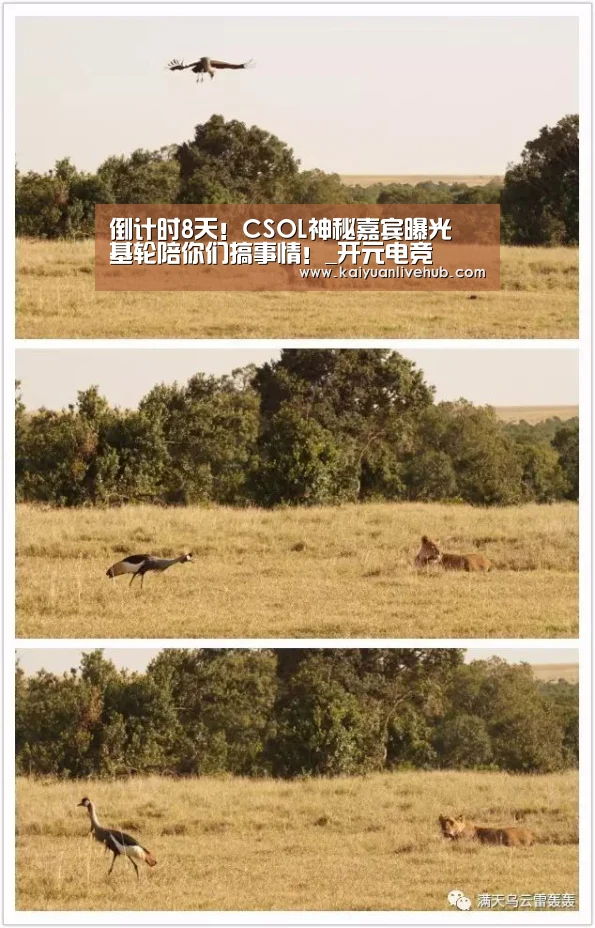开元赛事