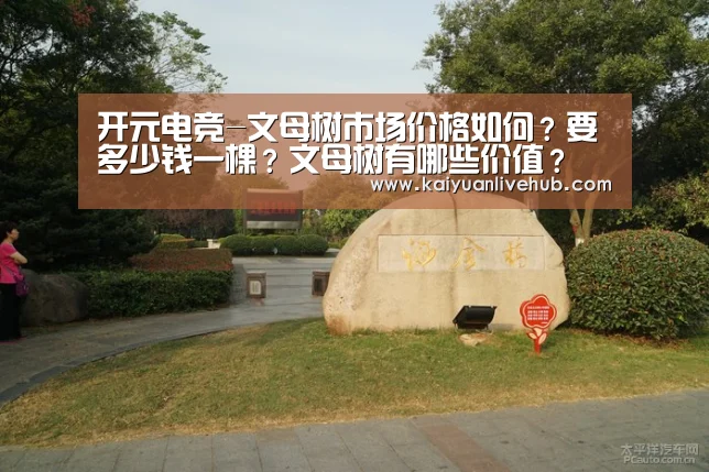 开元电竞-文母树市场价格如何?要多少钱一棵?文母树有哪些价值?(图1) 开元APP